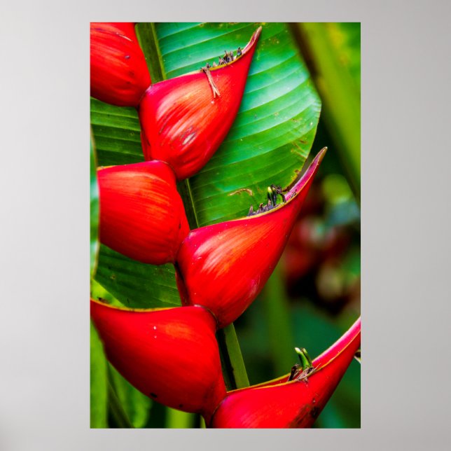 Red Lobster Klo Heliconia, Kauai, Hawaii Poster (Framsidan)