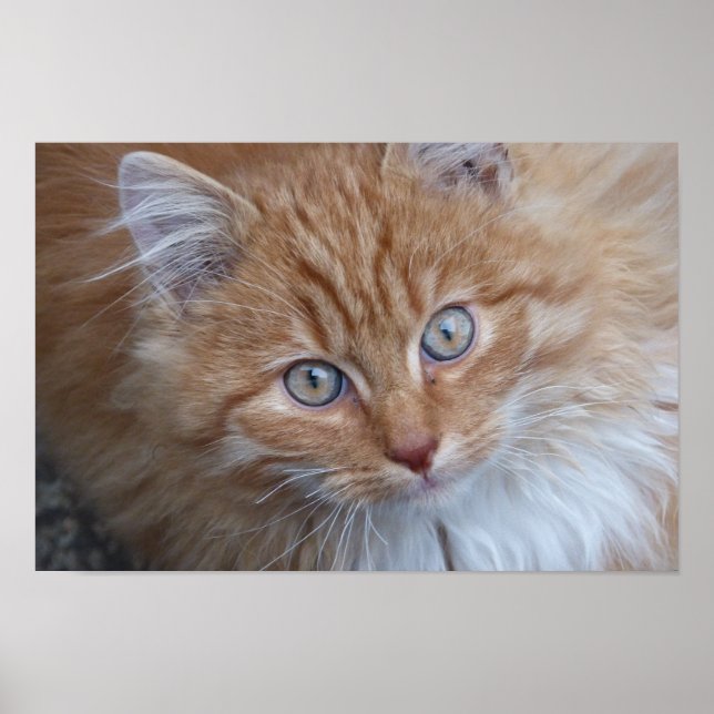 Red Long-halls Tabby katt Tittar upp Poster (Framsidan)