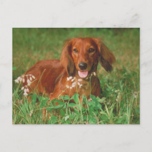 Red Long-parad Dachshund Vykort