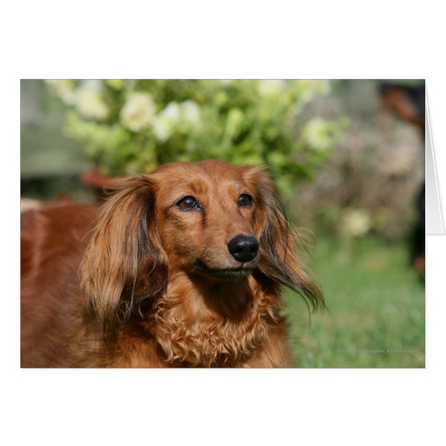 Red Long-pares Miniature Dachshund Hälsningskort (Framsidan Horizontal)