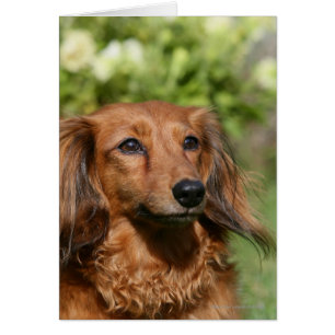 Red Long-pares Miniature Dachshund Hälsningskort