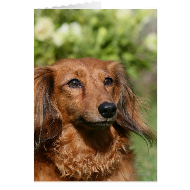 Red Long-pares Miniature Dachshund Hälsningskort (Framsidan)