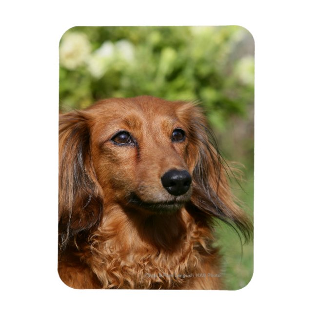 Red Long-pares Miniature Dachshund Magnet (Vertikal)