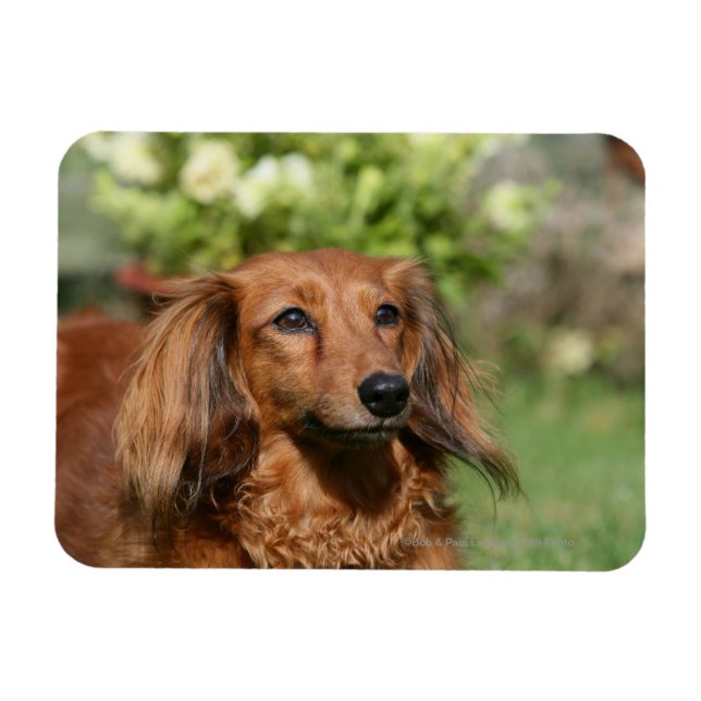Red Long-pares Miniature Dachshund Magnet (Horisontell)
