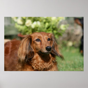 Red Long-pares Miniature Dachshund Poster