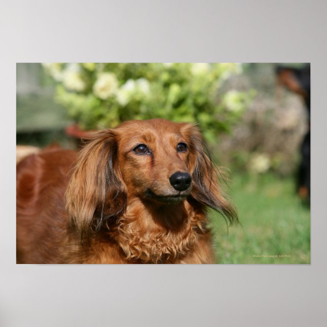 Red Long-pares Miniature Dachshund Poster (Framsidan)