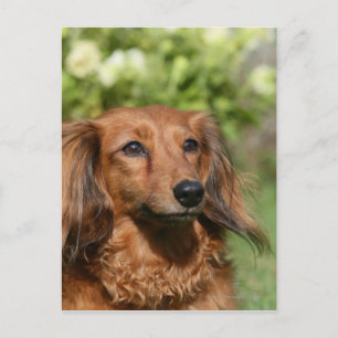 Red Long-pares Miniature Dachshund Vykort