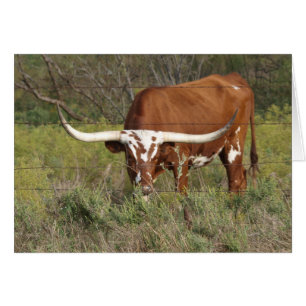 Red Longhorn Beauty Card Hälsningskort