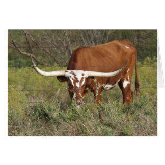 Red Longhorn Beauty Card Hälsningskort