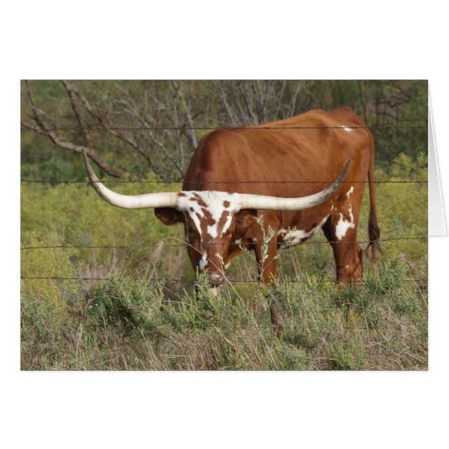 Red Longhorn Beauty Card Hälsningskort (Framsidan Horizontal)