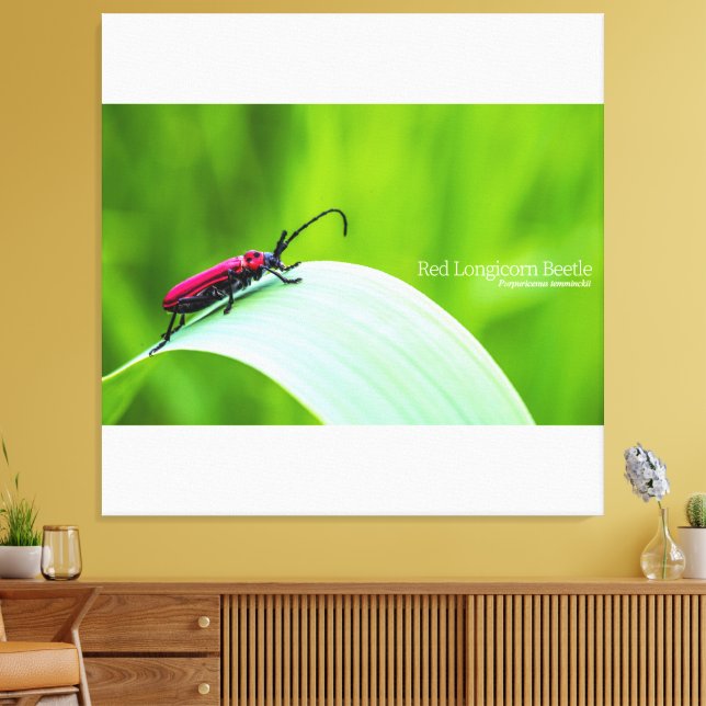 Red Longicorn Beetle and green background Canvastryck (Insitu (Vardagsrum))