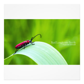 Red Longicorn Beetle and green background Fototryck