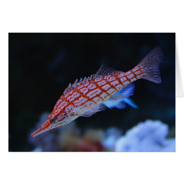 Red Longnos Hawkfish Hälsningskort (Framsidan Horizontal)