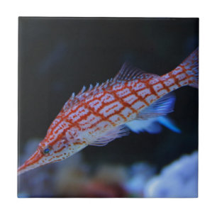 Red Longnos Hawkfish Kakelplatta