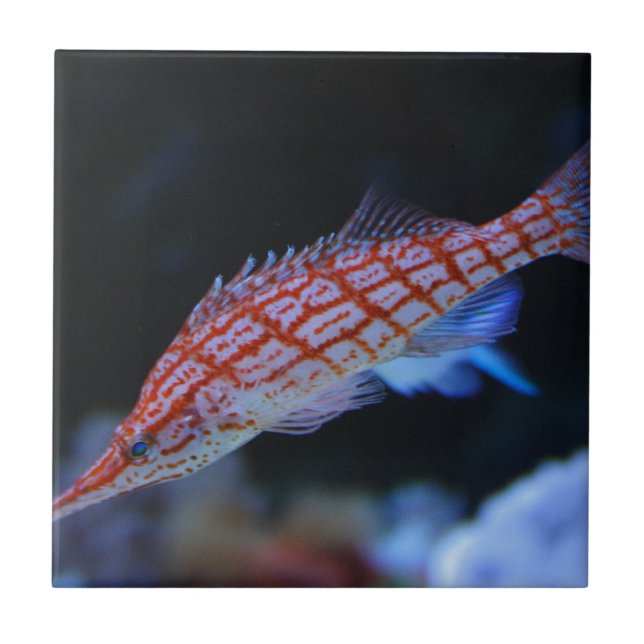 Red Longnos Hawkfish Kakelplatta (Framsidan)