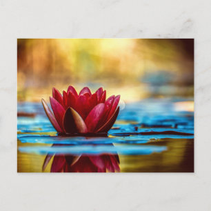 Red Lotus Vatten Lily Flower Vykort