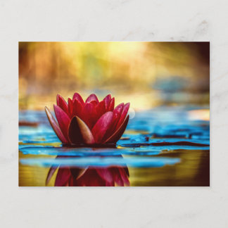 Red Lotus Vatten Lily Flower Vykort