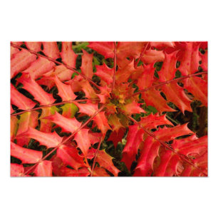 Red Löv, Löv Background, Löv, Laves, Plant Fototryck