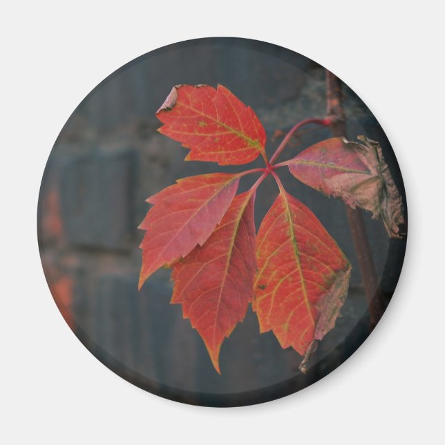 Red Löv Magnet (Framsidan)