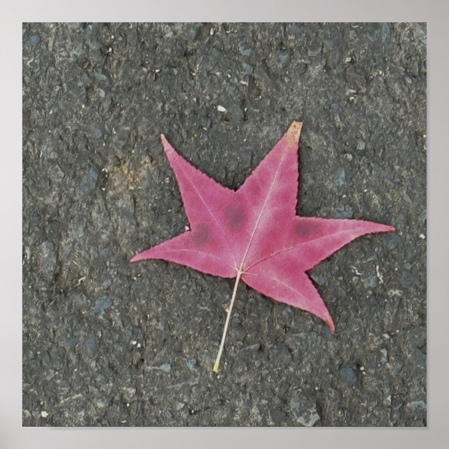 Red Löv Photo Poster (Framsidan)