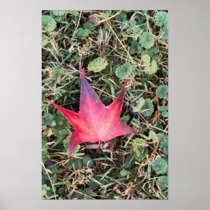 Red Löv Photo Poster