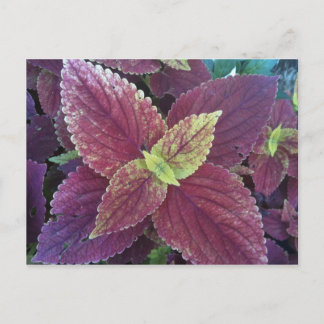 Red Löv Plant Postcard Vykort