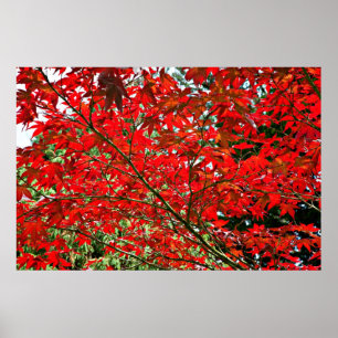 Red löv poster