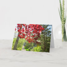 Red Lövs and Walkway - Martha's Vineyard