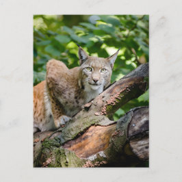 Red Lynx in Jungle Vykort