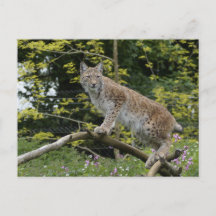 Red Lynx på A Träd Gren