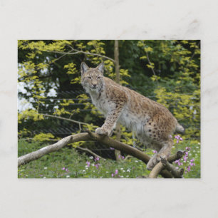 Red Lynx på A Träd Gren Vykort