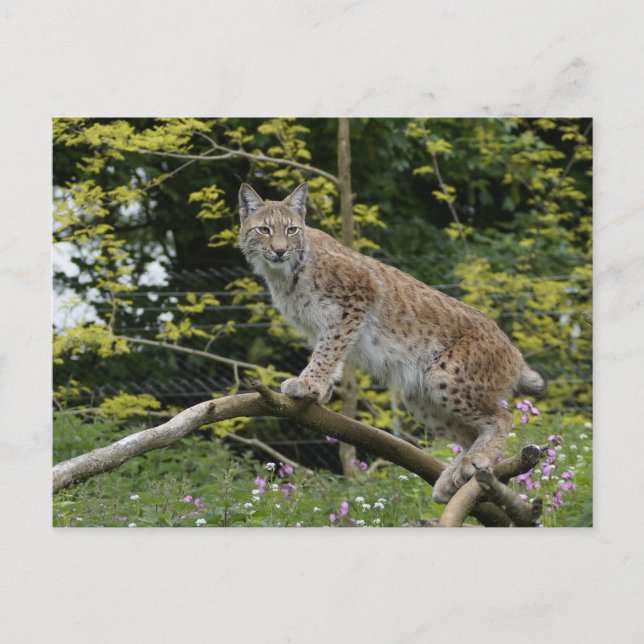 Red Lynx på A Träd Gren Vykort (Framsida)