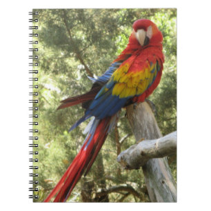 Red Macaw Parrot Bird Colorful Tropical Anteckningsbok