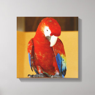 Red Macaw Tropical Parrot i Mexiko Canvastryck