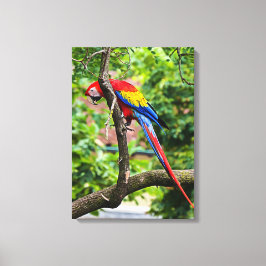 Red Macaw Wall Canvas Art
