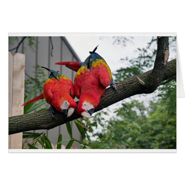 Red Macaws 1.JPG Hälsningskort (Framsidan Horizontal)