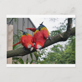 Red Macaws 1.JPG Vykort