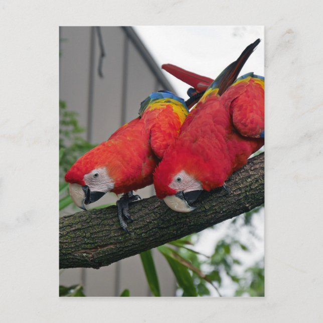 Red Macaws 2.JPG Vykort (Framsida)