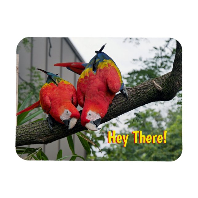 Red Macaws Magnet (Horisontell)
