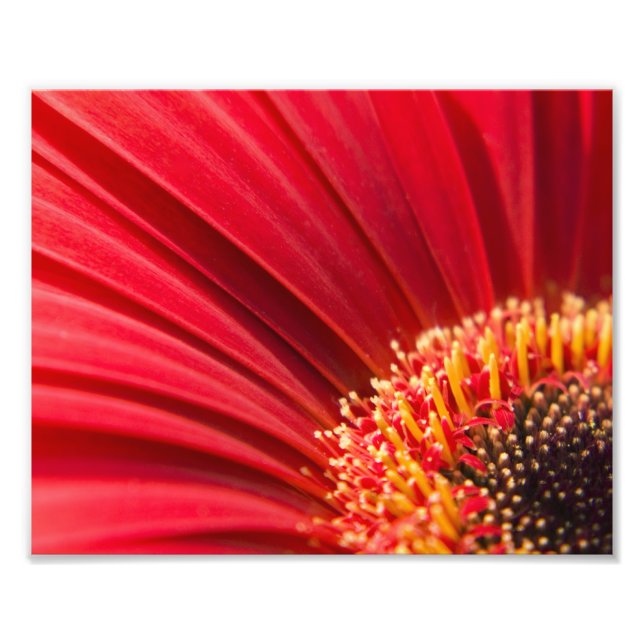Red Macro Gerbera Daisy Flower Fototryck (Framsidan)