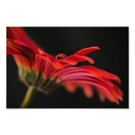 Red Macro Gerbera Flower Fototryck