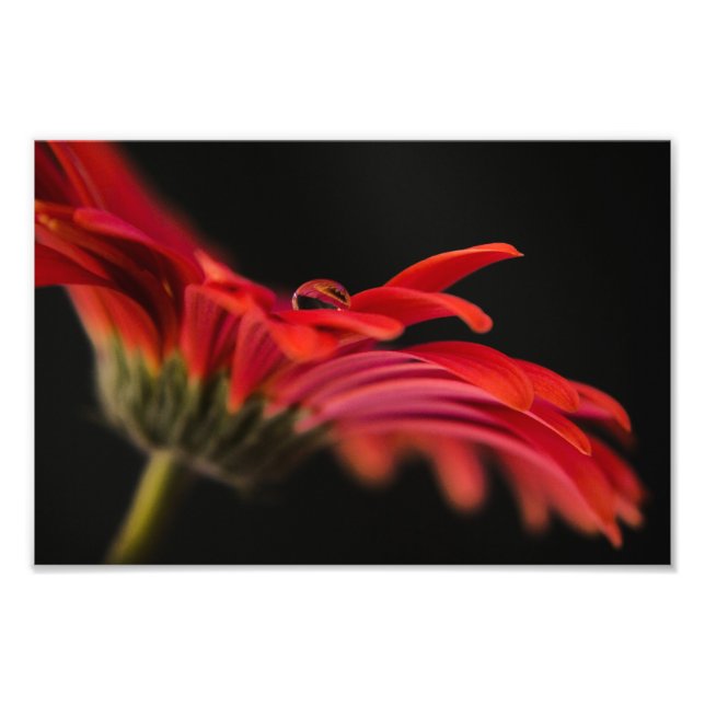 Red Macro Gerbera Flower Fototryck (Framsidan)