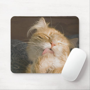 Red Maine Coon Cat Close-Up Photograph Musmatta