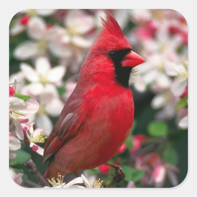 Red Male Cardinal Fyrkantigt Klistermärke (Framsida)