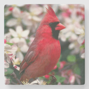 Red Male Cardinal Underlägg Sten