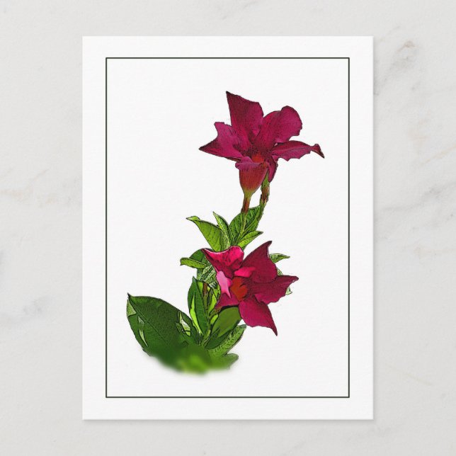 Red Mandevilla Botanical Sketch Postcard Vykort (Framsida)