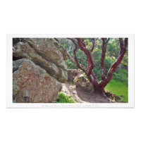 "Red Manzanita Bland Massive Red Hued Sten,"