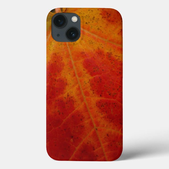 Red Maple Abstrakt Löv - höstfoto (Baksida)