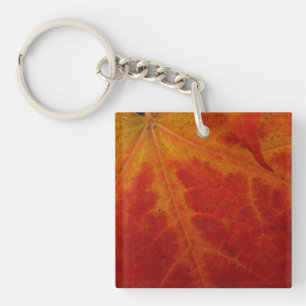 Red Maple Abstrakt Löv - höstfoto
