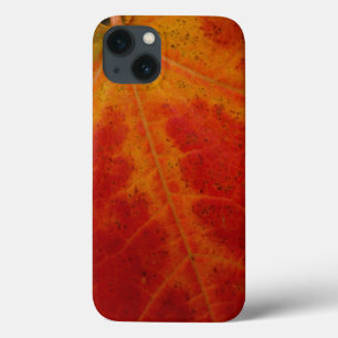 Red Maple Abstrakt Löv - höstfoto